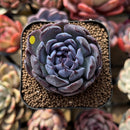 Echeveria 'Gemstone' Type B 2" Succulent Plant Cutting