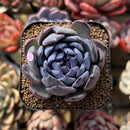 Echeveria 'Gemstone' Type B 2" Succulent Plant Cutting