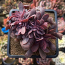 Echeveria 'Hanaikada' Crested 4" Succulent Plant Cutting