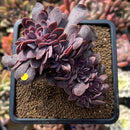 Echeveria 'Hanaikada' Crested 4" Succulent Plant Cutting