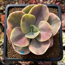Echeveria 'Silk Road' Variegated 2"-3" Succulent Plant Cutting