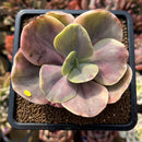 Echeveria 'Silk Road' Variegated 2"-3" Succulent Plant Cutting