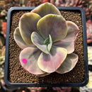 Echeveria 'Silk Road' Variegated 2"-3" Succulent Plant Cutting