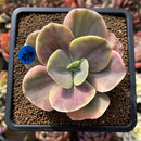 Echeveria 'Silk Road' Variegated 2"-3" Succulent Plant Cutting