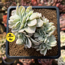 Echeveria 'Pastel' Variegated Crested 3" Succulent Plant Cutting