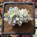 Echeveria 'Pastel' Variegated Crested 2"-3" Succulent Plant Cutting