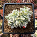 Echeveria 'Pastel' Variegated Crested 3" Succulent Plant Cutting