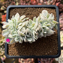 Echeveria 'Pastel' Variegated Crested 3" Succulent Plant Cutting