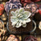 Echeveria 'Pastel' Variegated Crested 1" Succulent Plant Cutting