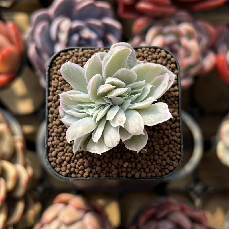 Echeveria 'Pastel' Variegated Crested 1