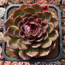 Echeveria 'Purple Sherin' 4"-5" Large Succulent Plant Cutting