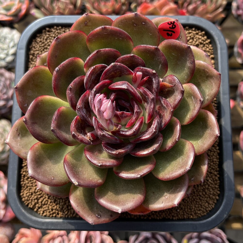 purple rosette succulent Echeveria 'Purple Sherin' 4