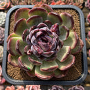 Echeveria 'Purple Sherin' 4"-5" Large Succulent Plant Cutting