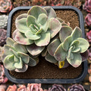 Echeveria 'Flamengo' 4"-5" Large Cluster Succulent Plant Cutting