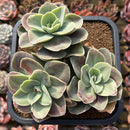 Echeveria 'Flamengo' 4"-5" Large Cluster Succulent Plant Cutting