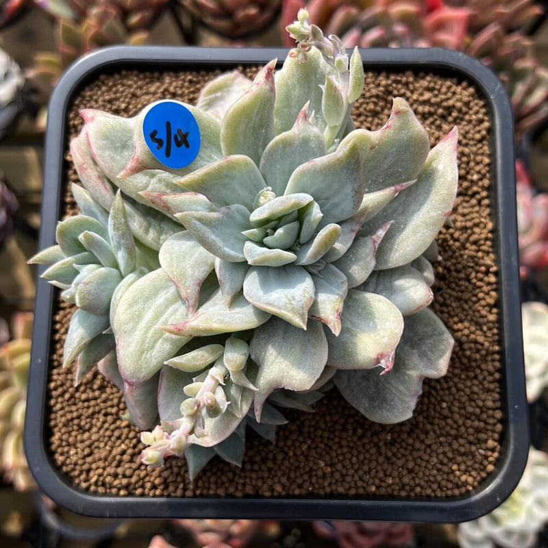 mutated succulent Graptoveria 'Harry Watson' Mutated Cluster 3" Succulent Plant
