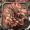 Echeveria Agavoides 'Mazestar' Crested 4" Succulent Plant Cutting