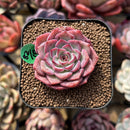 Echeveria 'Dancing Bird' 2" Succulent Plant Cutting