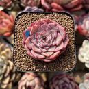 Echeveria 'Dancing Bird' 2" Succulent Plant Cutting