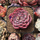 Echeveria 'Dancing Bird' 2" Succulent Plant Cutting
