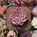 Echeveria 'Dancing Bird' 2" Succulent Plant Cutting