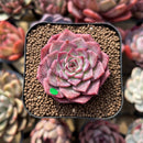 Echeveria 'Dancing Bird' 2" Succulent Plant Cutting