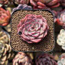 Echeveria 'Dancing Bird' 2" Succulent Plant Cutting