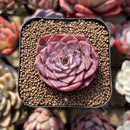 Echeveria 'Dancing Bird' 2" Succulent Plant Cutting