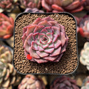 Echeveria 'Dancing Bird' 2" Succulent Plant Cutting