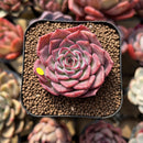 Echeveria 'Dancing Bird' 2" Succulent Plant Cutting