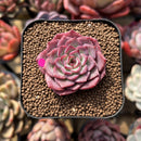 Echeveria 'Dancing Bird' 2" Succulent Plant Cutting