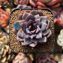 Echeveria 'White Soul' 2" Succulent Plant Cutting