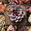 Echeveria 'White Soul' 2" Succulent Plant Cutting