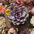 Echeveria 'White Soul' 2" Succulent Plant Cutting
