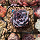 Echeveria 'White Soul' 2" Succulent Plant Cutting