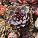 Echeveria 'White Soul' 2" Succulent Plant Cutting
