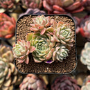 Echeveria 'Musca' 2" New Hybrid Cluster Succulent Plant Cutting