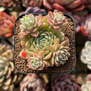 Echeveria 'Musca' 2" New Hybrid Cluster Succulent Plant Cutting