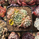 Echeveria 'Musca' 2" New Hybrid Cluster Succulent Plant Cutting