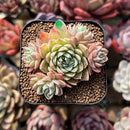 Echeveria 'Musca' 2" New Hybrid Cluster Succulent Plant Cutting