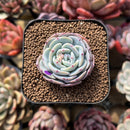 Echeveria 'Mont Blanc' 2" Succulent Plant Cutting