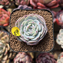 Echeveria 'Mont Blanc' 2" Succulent Plant Cutting