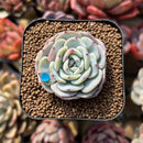 Echeveria 'Mont Blanc' 2" Succulent Plant Cutting