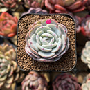 Echeveria 'Mont Blanc' 2" Succulent Plant Cutting