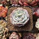 Echeveria 'Mont Blanc' 2" Succulent Plant Cutting