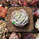 Echeveria 'Mont Blanc' 2" Succulent Plant Cutting
