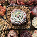 Echeveria 'Mont Blanc' 2" Succulent Plant Cutting