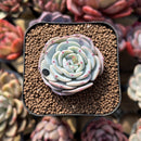 Echeveria 'Mont Blanc' 2" Succulent Plant Cutting