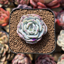 Echeveria 'Mont Blanc' 2" Succulent Plant Cutting