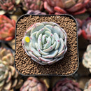 Echeveria 'Mont Blanc' 2" Succulent Plant Cutting